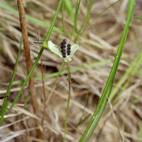 Savanna Star Grass (Hypoxis rigida)