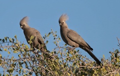 Corythaixoides concolor pallidiceps