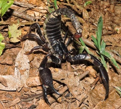 Deccanometrus bengalensis