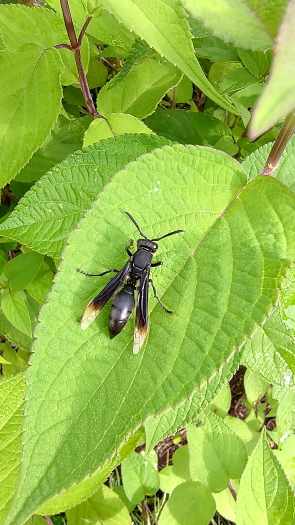 Polistes apicalis