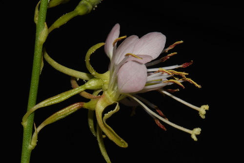 High Plains Beeblossom (Oenothera cinerea)