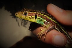 Lacerta diplochondrodes cariensis