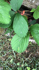 Fragaria × ananassa