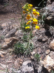 Erysimum perenne