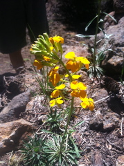 Erysimum perenne