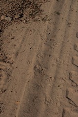 Procyon lotor insularis