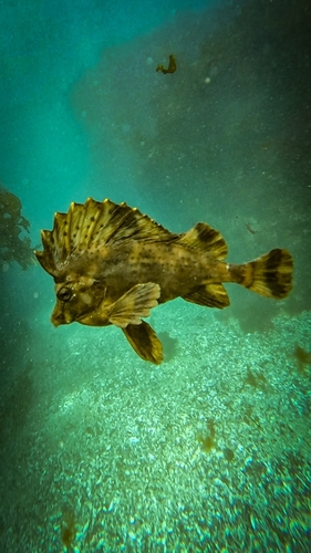 Horsefish (Congiopodus peruvianus) — Congiopodidae — 5