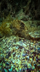 Horsefish photo 3