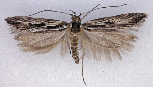 Prolita recens