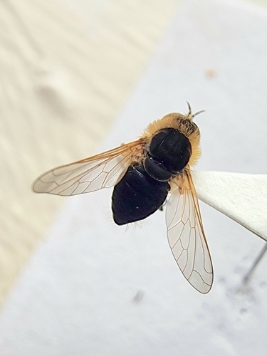 Aster Bee Fly photo 4