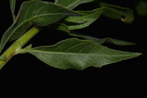 Image of Oenothera filiformis by (c) Brian Finzel, some rights reserved (CC BY-SA)
