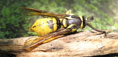 Paranthrene simulans