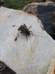 Cyphoderris