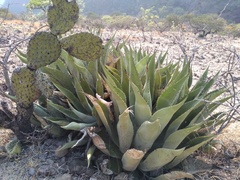 Agave scaposa