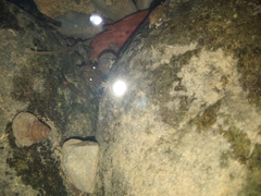 Macrobrachium asperulum