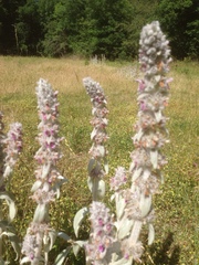 Stachys byzantina