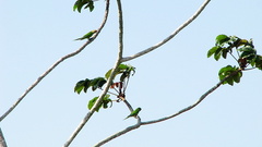 Eupsittula aurea