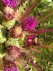 Cirsium scariosum congdonii