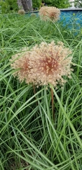 Angiospermae