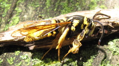 Paranthrene simulans