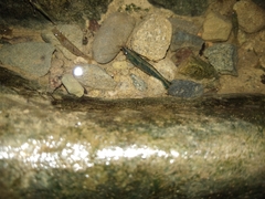 Neocaridina ketagalan