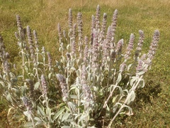 Stachys byzantina