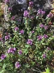 Serpyllum