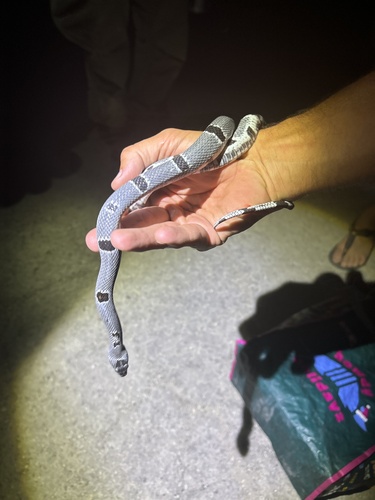 Gray-banded Kingsnake