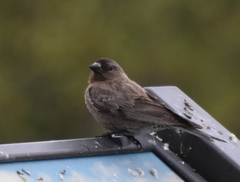 Leucosticte australis