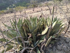 Agave scaposa