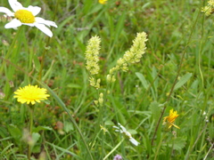 Tofieldia calyculata