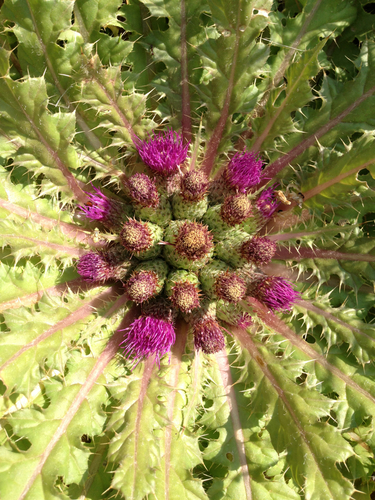 Elk Thistle
