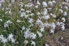 Dianthus arenarius