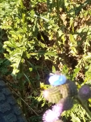 Hoplia coerulea