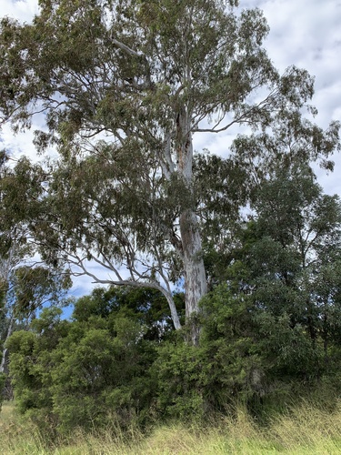 Western White Gum (Eucalyptus argophloia)