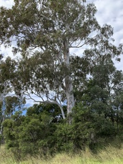 Western White Gum (Eucalyptus argophloia)