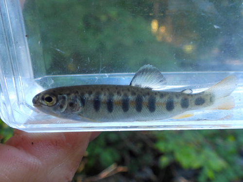 Coastal Rainbow Trout photographed in Pennsylvania