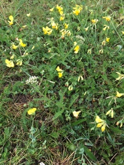 Lotus corniculatus