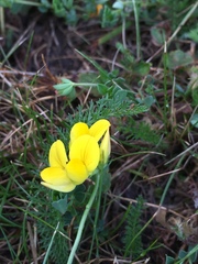 Lotus corniculatus