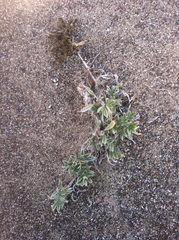 Lupinus tidestromii