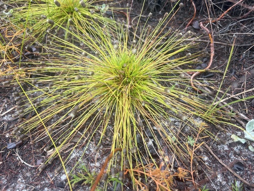 Image of Paepalanthus minor by no rights reserved