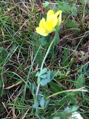 Lotus corniculatus