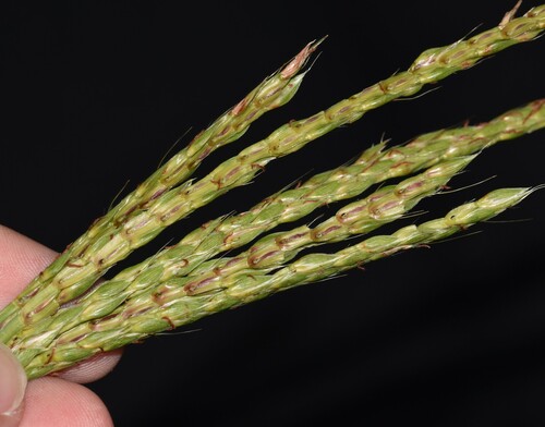 goto grass (Ischaemum polystachyum)