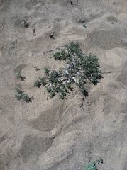 Lupinus tidestromii