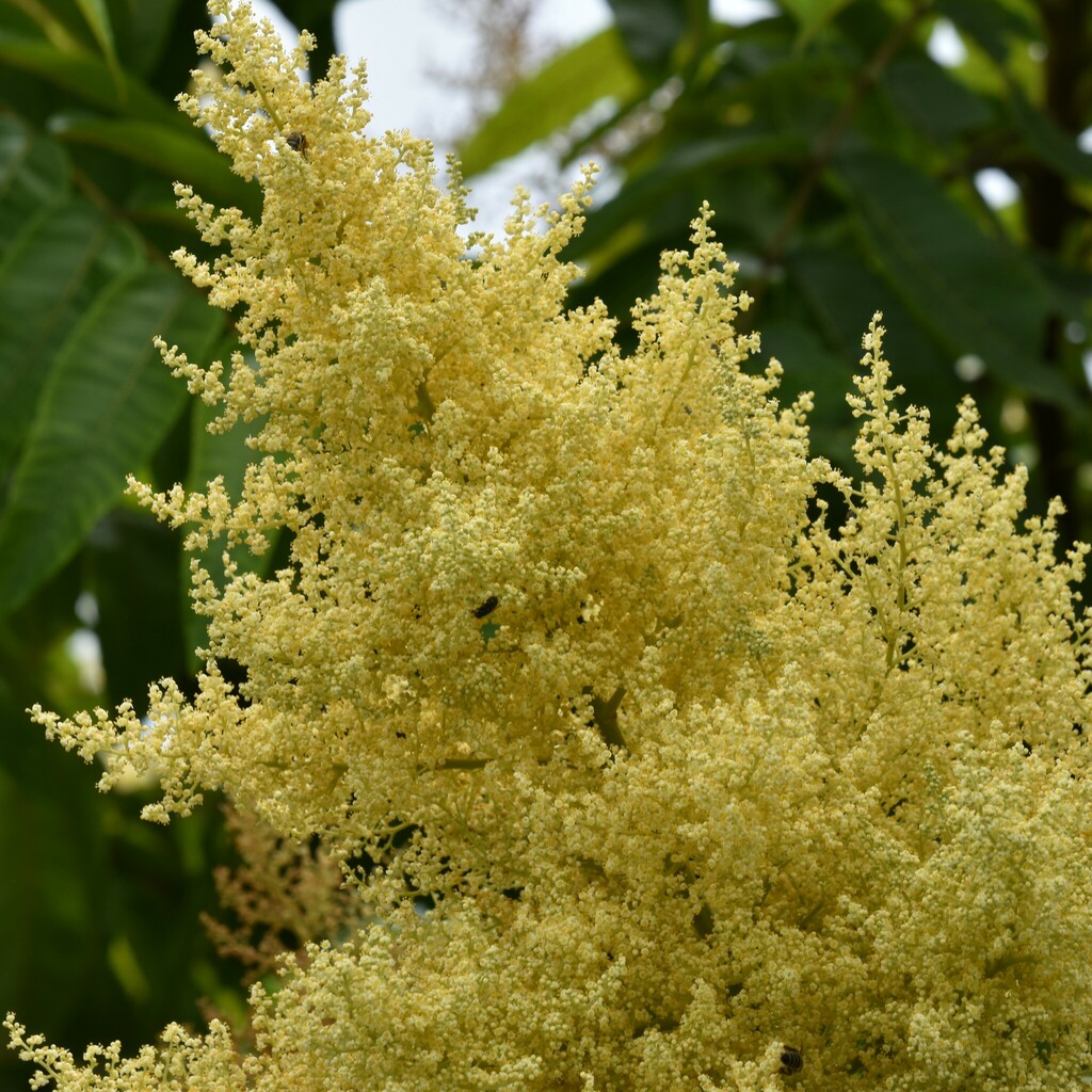 Rhus sandwicensis; photograph author not stated, no rights reserved