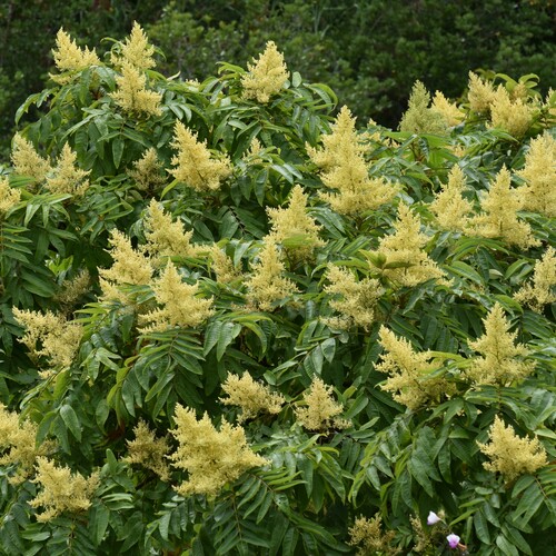 Rhus sandwicensis observed 2024-10-05