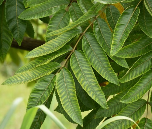 Image of Rhus sandwicensis by no rights reserved