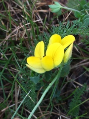 Lotus corniculatus