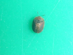 Hypocassida subferruginea