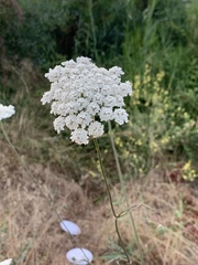 Daucus carota